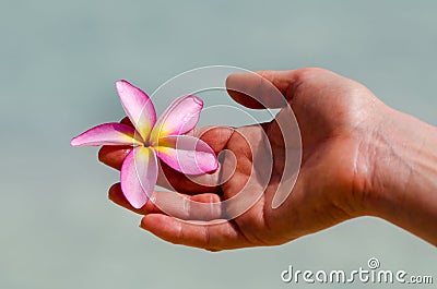 Frangipani (Plumeria rubra) Stock Photo