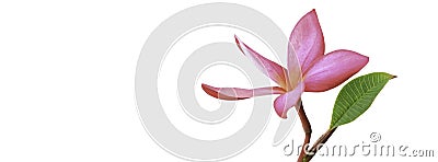 Frangipani (plumeria) and sweet flowers for social media cover b Stock Photo