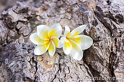 Frangipani plumeria and sweet flowers in wood color and sharpn Stock Photo