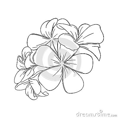 Frangipani or plumeria tropical blossom. Engraved hawaiian frangipani isolated in white background. Vector illustration Vector Illustration