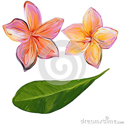 Frangipani Plumeria Tropical Flowers. Tropical floral summer plumeria flowers with leaf hand drawn with gouache. Billet for the Stock Photo