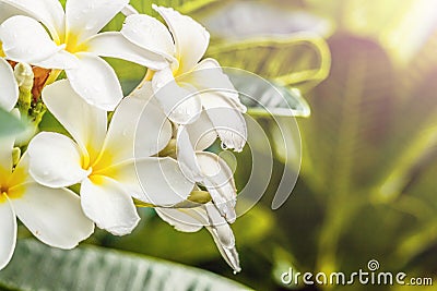 Frangipani, Plumeria on white background Stock Photo