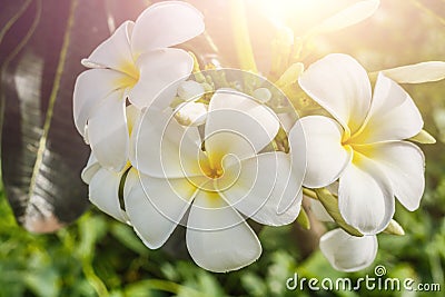 Frangipani, Plumeria on white background Stock Photo