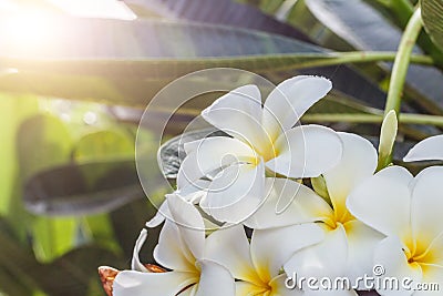 Frangipani, Plumeria on white background Stock Photo