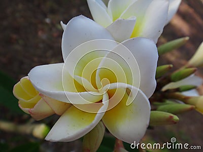 Frangipani - White and yellow flower Stock Photo