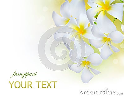 Frangipani Spa Flowers Stock Photo