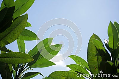 Frangipani tree top high view. Summer concept. Nature half frame with fresh green leaves and blue sky. Copy space for text or Stock Photo
