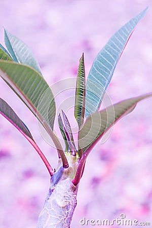 Frangipani treetop in park Stock Photo