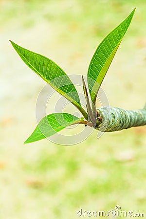 Frangipani treetop in park Stock Photo