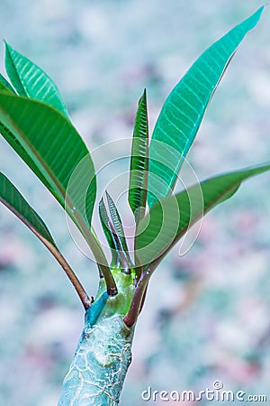 Frangipani treetop in park Stock Photo