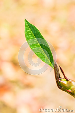 Frangipani treetop in park Stock Photo