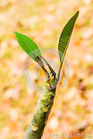 Frangipani treetop in park Stock Photo