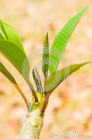 Frangipani treetop in park Stock Photo