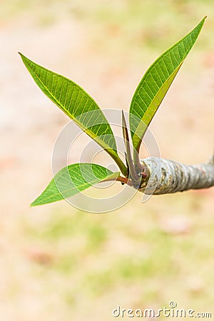 Frangipani treetop in park Stock Photo