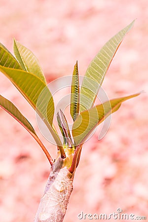 Frangipani treetop in park Stock Photo