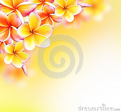 Frangipani Tropical Spa Flower. Plumeria Border Design Stock Photo