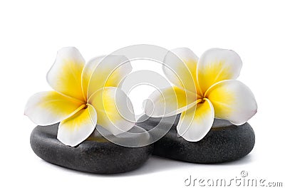 Frangipani on zen pebbles Stock Photo