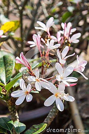 Frangipanis flower Stock Photo