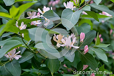 Frangula alnus flowering bush, blooming white flower close up detail, dark green leaves blurry background Stock Photo