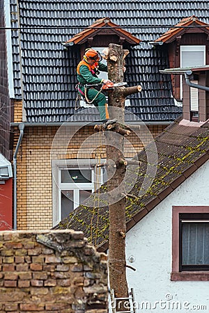 FRANKFURT, HESSEN, GERMANY-JANUARY 31, 2018: A gardener is cutting down a spruce tree Editorial Stock Photo