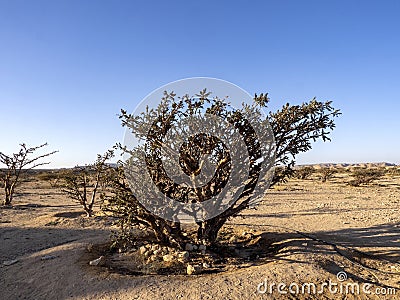 Frankincense shrub, Boswellia sacra, Wadi Dawkah, Oman Stock Photo