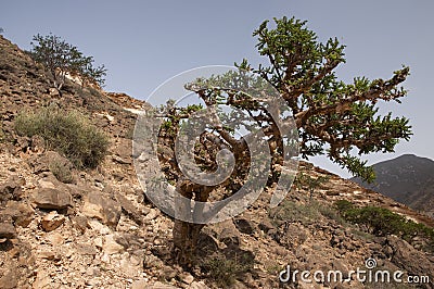 Frankincense tree Stock Photo