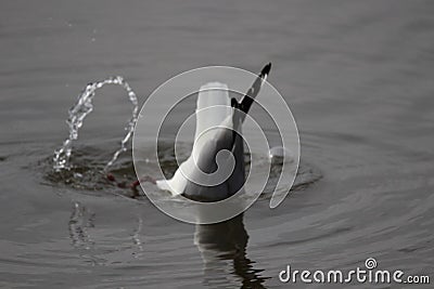 Franklin`s Gull Leucophaeus pipixcan Stock Photo