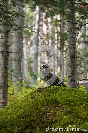 Franklin Spruce Grouse Stock Photo