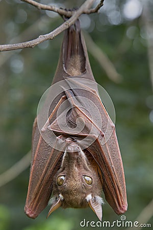 Franquet's epauletted fruit bat (Epomops franqueti) hanging in a tree. Stock Photo