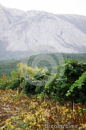 Franschhoek vineyards and highlands of Crimea Stock Photo