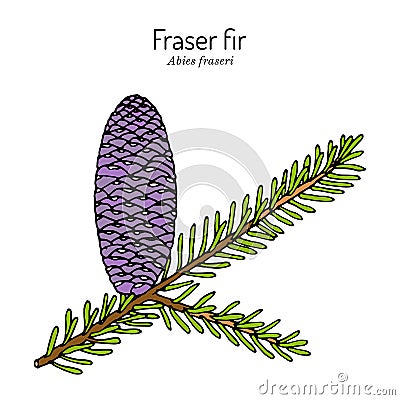 Fraser fir Abies fraseri , state Christmas tree of North Carolina Vector Illustration