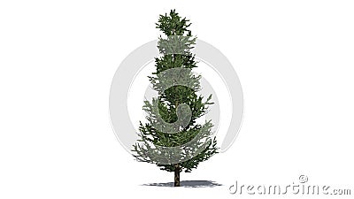 Fraser Fir tree Stock Photo