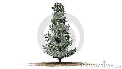 Fraser Fir tree in the winter Stock Photo