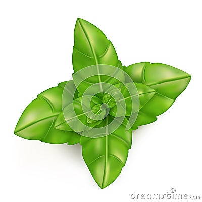 Frash Basil leaves Vector Illustration