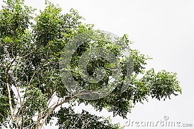 Fraxinus griffithii tree Stock Photo