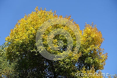 Fraxinus pennsylvanica with colorful autumnal foliage against blue sky Stock Photo