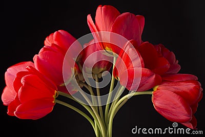 Frech beautiful red tulips Stock Photo