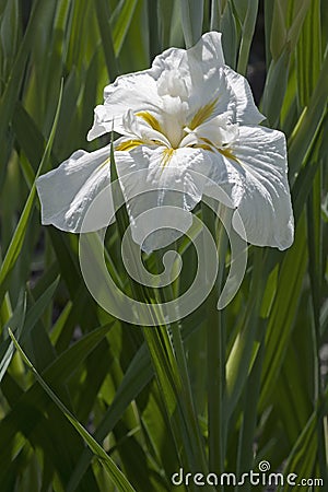 Freckled Geisha japanese flag iris Stock Photo