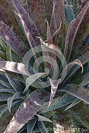 Freckles and Speckles Mangave plant Stock Photo