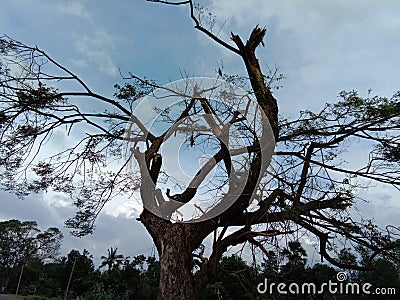 deforestation lead to earth life Stock Photo