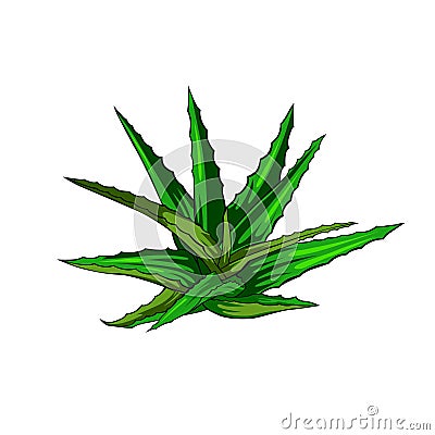 Free aloevera illustration Cartoon Illustration