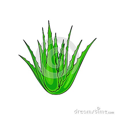 Awesome Free aloevera illustration Cartoon Illustration