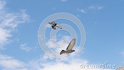 Free Birds Flying On The Blue Sky 2 Stock Photo