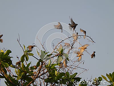 Free birds playing with their friends Stock Photo