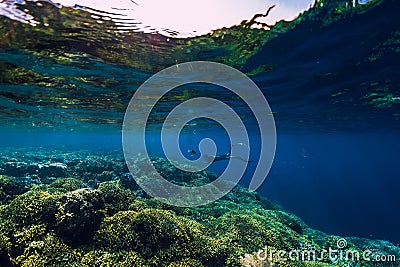 Free diver dive in deep ocean, underwater view with rocks and corals. Freediving Stock Photo