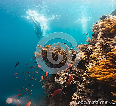 Free diver exploring vivid coral reef in tropical sea Stock Photo