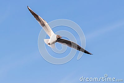 Free flight of black-headed gulls at high altitude in the blue sky with wings spread on the sides. Stock Photo