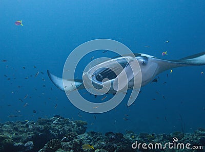 Free floating stingrays under water in Maldives Stock Photo