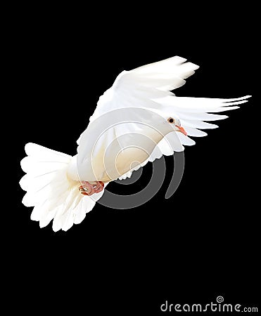 A free flying white dove Stock Photo