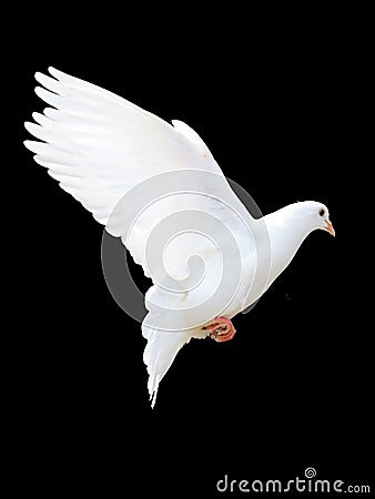 A free flying white dove Stock Photo